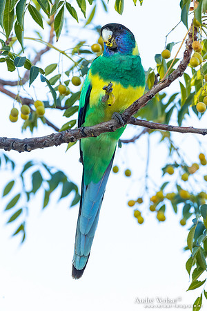Port-Lincolnparkiet / Port Lincoln Ringneck - Alice Springs NT