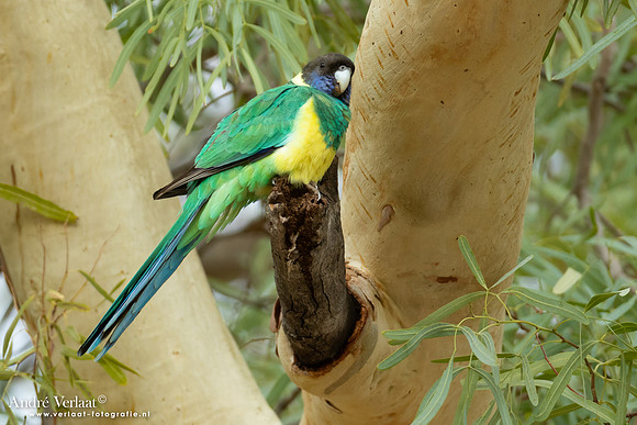 Port-Lincolnparkiet / Port Lincoln Ringneck - Palm Valley NT