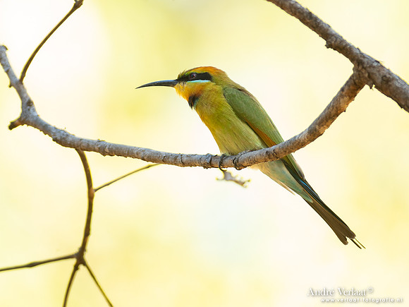 Regenboogbijeneter / Rainbow Bee-eater - Umbrawarra Gorge Nature Park NT