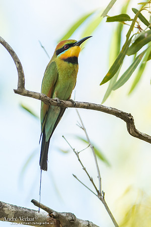 Regenboogbijeneter / Rainbow Bee-eater - Umbrawarra Gorge Nature Park NT