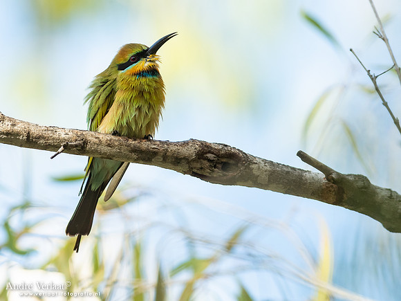 Regenboogbijeneter / Rainbow Bee-eater - Umbrawarra Gorge Nature Park NT