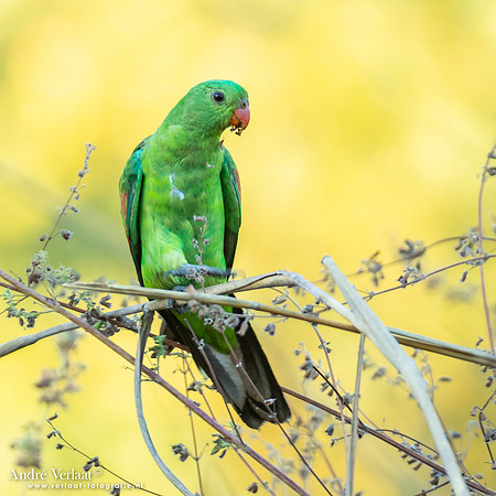 Roodvleugelparkiet / Red-winged Parrot - Kakadu National Park NT