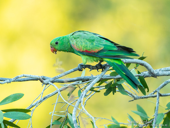 Roodvleugelparkiet / Red-winged Parrot - Kakadu National Park NT