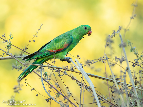Roodvleugelparkiet / Red-winged Parrot - Kakadu National Park NT