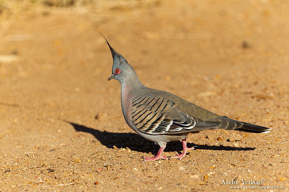 Spitskuifduif / Crested Pigeon - Dalhousie - SA