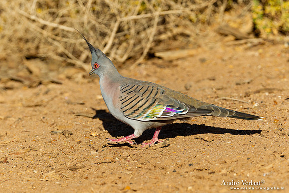 Spitskuifduif / Crested Pigeon - Dalhousie - SA