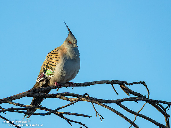 Spitskuifduif / Crested Pigeon - Coward Springs - SA
