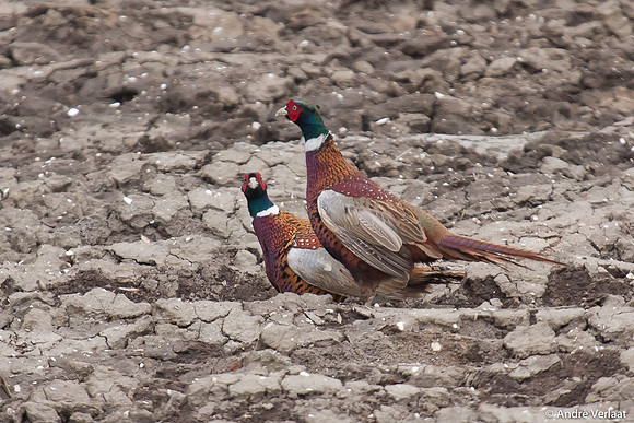 Fazant / Pheasant - Wieringermeer