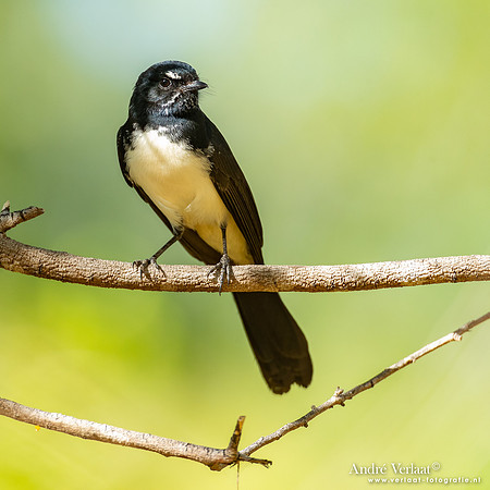 Tuinwaaierstaart / Willie-wagtail - Edith Falls NT