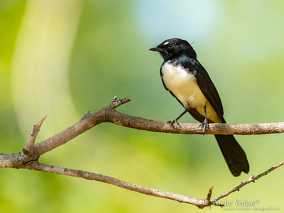Tuinwaaierstaart / Willie-wagtail - Edith Falls NT