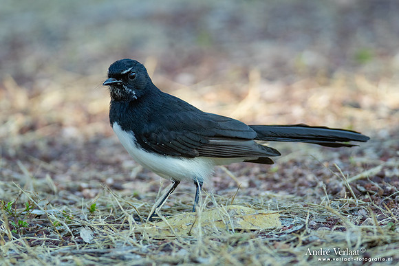 Tuinwaaierstaart / Willie-wagtail - Jabiru NT