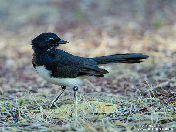 Tuinwaaierstaart / Willie-wagtail - Jabiru NT
