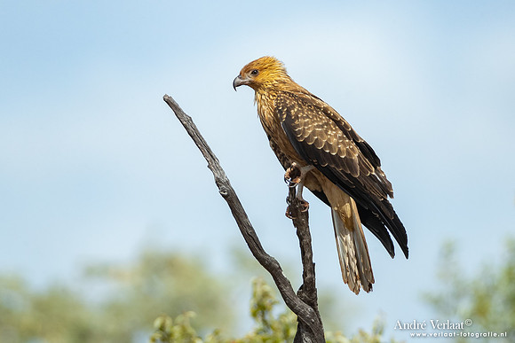 Wigstaartwouw / Whistling Kite - Crawford NT