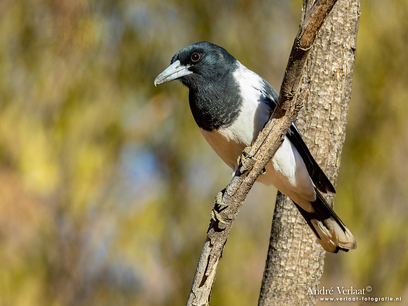 Zwartkeelorgelvogel / Pied Butcherbird - Ormiston Gorge NT