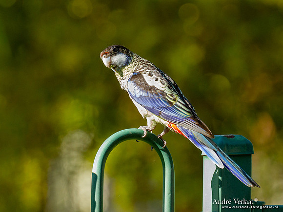 Zwartkoprosella / Northern Rosella - Katherine Gorge NT