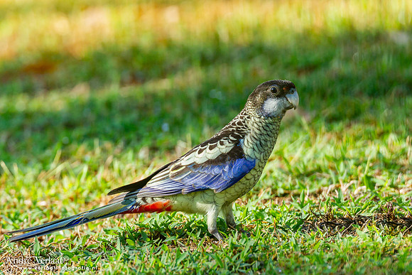 Zwartkoprosella / Northern Rosella - Katherine Gorge NT