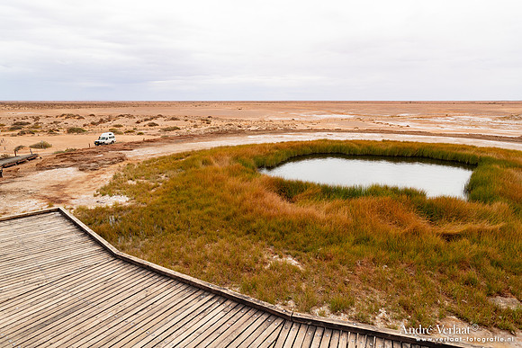 Blanche Cup / Wabma Kadarbu Mound Springs - SA