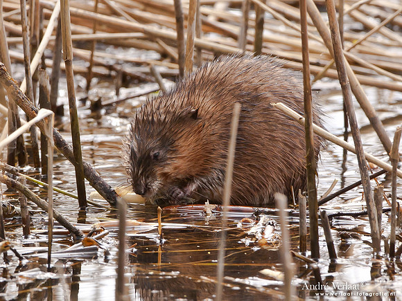 Beverrat / Coypu - Oostvaardersplassen