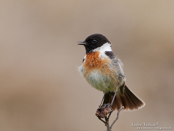 Roodborsttapuit / Stonechat - Hargen aan Zee