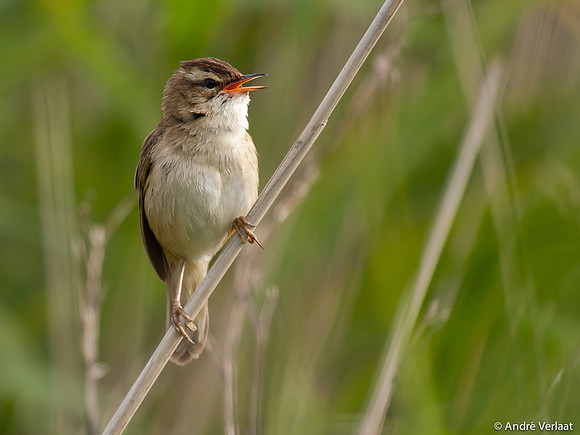 Rietzanger / Sedge Warbler - Egboetswater