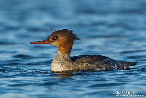 Middelste Zaagbek / Red-breasted Merganser - Den Oever