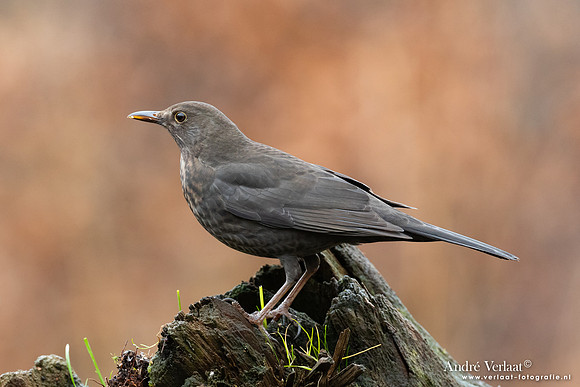 Merel / Blackbird - Emmen