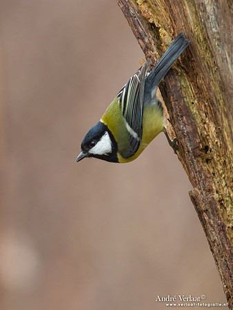 Koolmees / Great Tit- Emmen