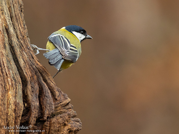 Koolmees / Great Tit- Emmen