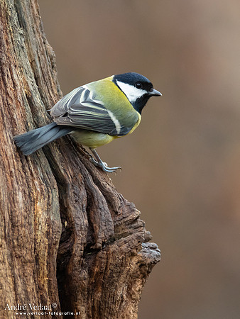 Koolmees / Great Tit- Emmen