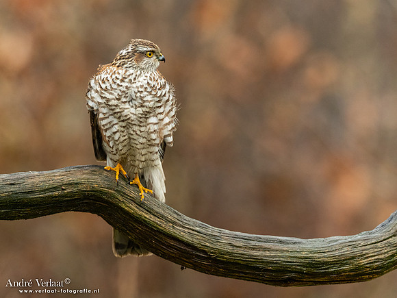 Spewer / Sparrowhawk - Emmen