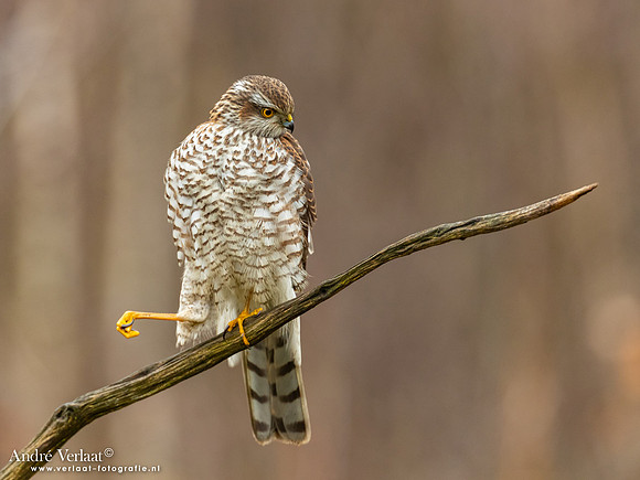 Spewer / Sparrowhawk - Emmen
