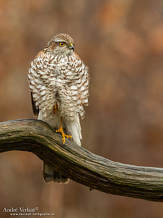Spewer / Sparrowhawk - Emmen