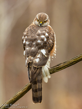 Spewer / Sparrowhawk - Emmen
