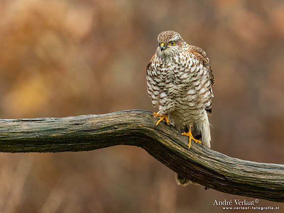 Spewer / Sparrowhawk - Emmen