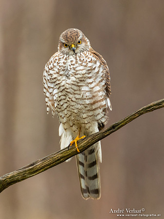 Spewer / Sparrowhawk - Emmen