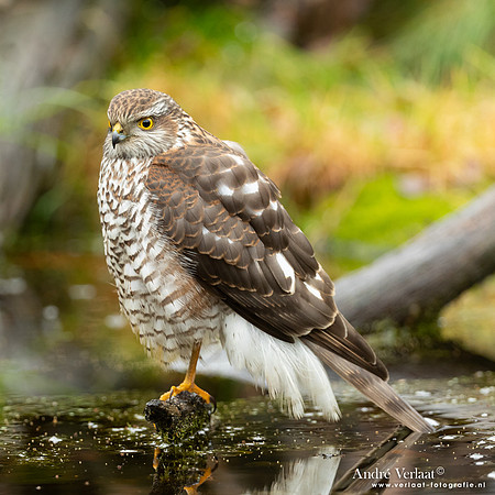 Spewer / Sparrowhawk - Emmen