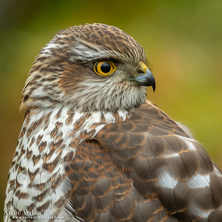 Spewer / Sparrowhawk - Emmen