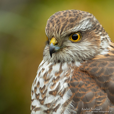 Spewer / Sparrowhawk - Emmen