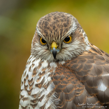 Spewer / Sparrowhawk - Emmen