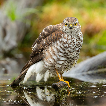 Spewer / Sparrowhawk - Emmen