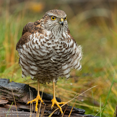 Spewer / Sparrowhawk - Emmen