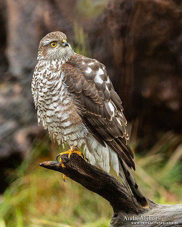 Spewer / Sparrowhawk - Emmen