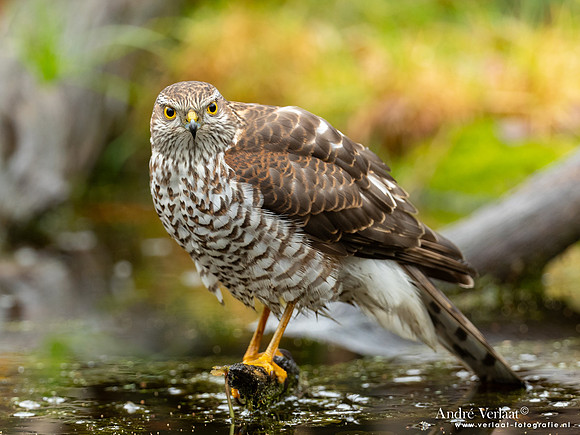 Spewer / Sparrowhawk - Emmen