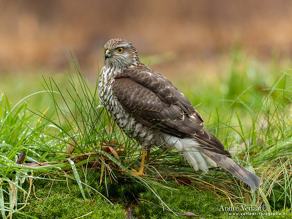 Spewer / Sparrowhawk - Emmen