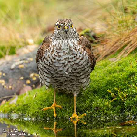 Spewer / Sparrowhawk - Emmen