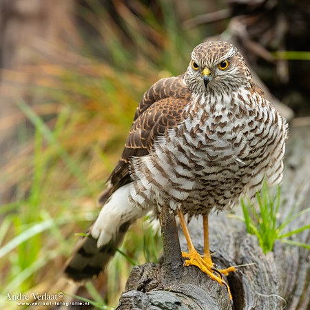Spewer / Sparrowhawk - Emmen