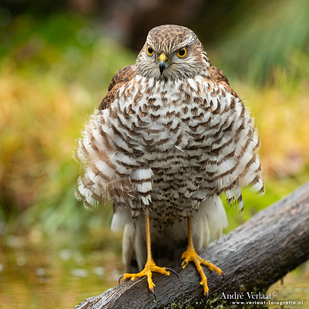 Spewer / Sparrowhawk - Emmen