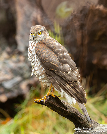 Spewer / Sparrowhawk - Emmen