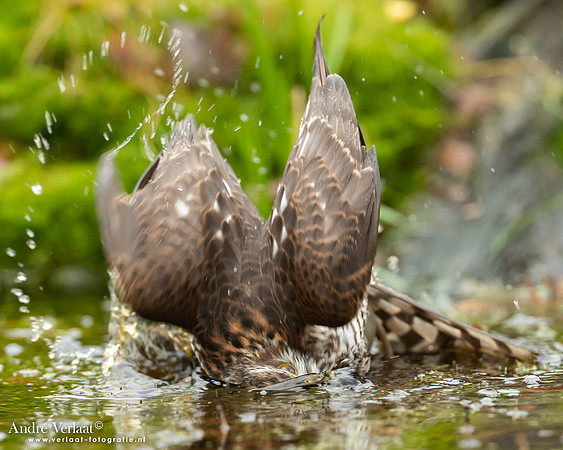 Spewer / Sparrowhawk - Emmen