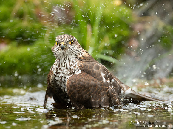 Spewer / Sparrowhawk - Emmen